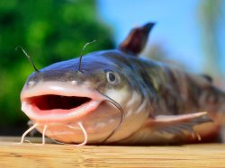 the happy fish Meme Template