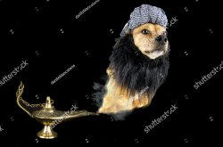 Dog Genie Meme Template