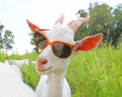 swag goat Meme Template