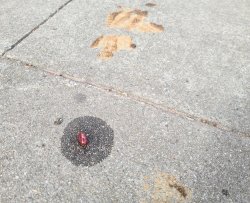 red pill next to poop on the sidewalk Meme Template