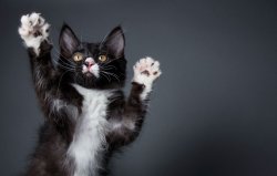 Jazz Hands Cat Meme Template