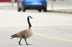 Canada Goose Crossing Road Meme Template
