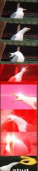 Inhale seagull extended shut Meme Template