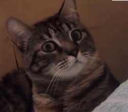 funny cat Meme Template