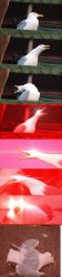 Seagull dies Meme Template