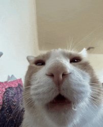 Drooling Cat Meme Template
