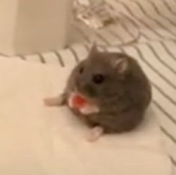 Fat Rat Meme Template