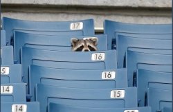 Raccoon alone at game Meme Template