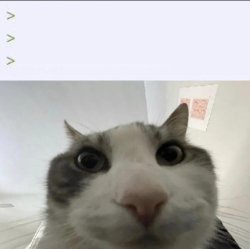Cat looking meme Meme Template