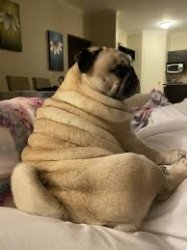 Roll pug Meme Template