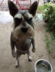 Angry Dog Meme Template