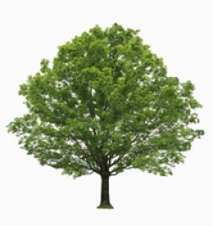 tree Meme Template