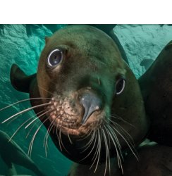 Seal Side eye Meme Template