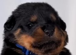 puppy Meme Template