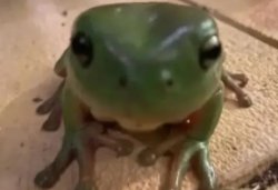 Frog Meme Template