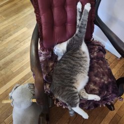 CAT_POSE_6,665 Meme Template