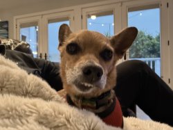 Dog teeth Meme Template