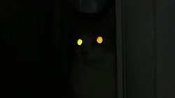 Cat Glow Eyes Meme Template