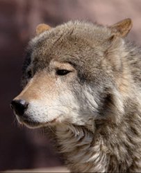 Sad wolf Meme Template