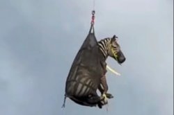 Ed the Zebra Meme Template