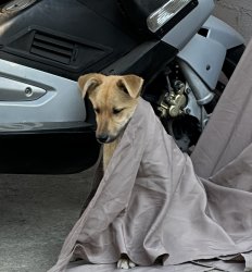 Sad dog questioning life in blanket Meme Template