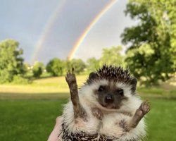 hedgehog with rainbow Meme Template
