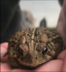 Grumpy toad Meme Template