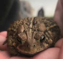 Grumpy toad Meme Template