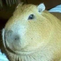 Capybara Meme Template