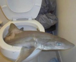 Fish Meme Template