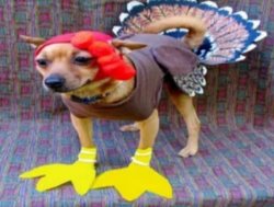 Turkey dog Meme Template