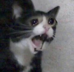 Crying cat Meme Template