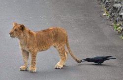 Lion and Crow Meme Template
