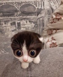 Cat with wide eyes Meme Template