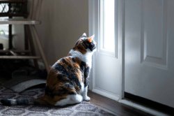 Cat looking out Meme Template