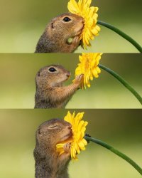 Stop and smell the flowers Meme Template