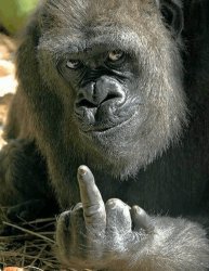 Gorilla Middle Finger Meme Template