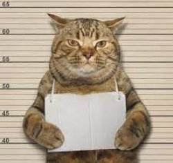 Evil cat Meme Template