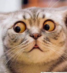 Cute Meme Template