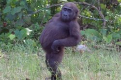 Sassy Gorilla Meme Template