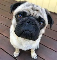 Bobby (Mr. Crainer's Dog) Meme Template