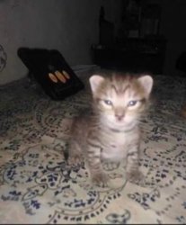 Herbert’s brother Meme Template