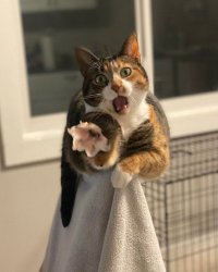 Oh come on Cat Meme Template