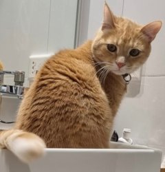 The embarrassed cat 2.0 Meme Template