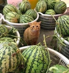 Melon cat compare Meme Template