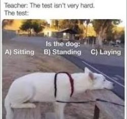 Confused dog positions Meme Template