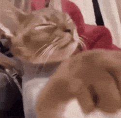 shoo cat Meme Template