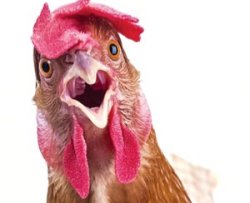Talking chicken Meme Template