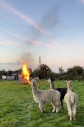Alpaca Meme Template