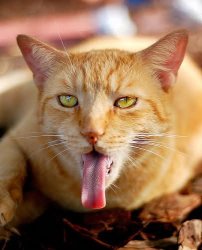 cat tongue Meme Template
